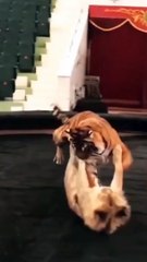 lion vs Tiger pertarungan singa dengan harimau singa harimau short menegangkan