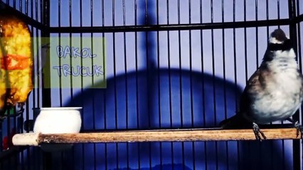 Wedan ! Terucukan gacor Full Isian di Tawar 10Jt