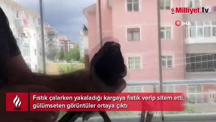 Fıstık çalarken yakaladığı kargaya fıstık verip sitem etti, gülümseten görüntüler ortaya çıktı