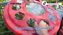 HAH!! BUDIDAYA LELE DALAM EMBER, EMANG BISA?