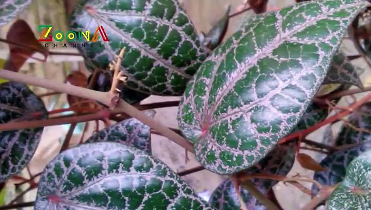 MANFAAT DAUN SIRIH MERAH UNTUK KESEHATAN