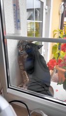 Romantic Cat's Funny.