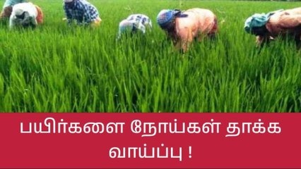 பருவ மழை - வடிகால் வசதி அமைக்க வேளாண் பல்கலை அறிவுரை!