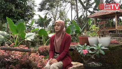 YANG MUDA YANG WIRAUSAHA! BUDIDAYA MAGOT DARI MBAK CANTIK