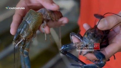 TIPS SUKSES BUDIDAYA LOBSTER AIR TAWAR