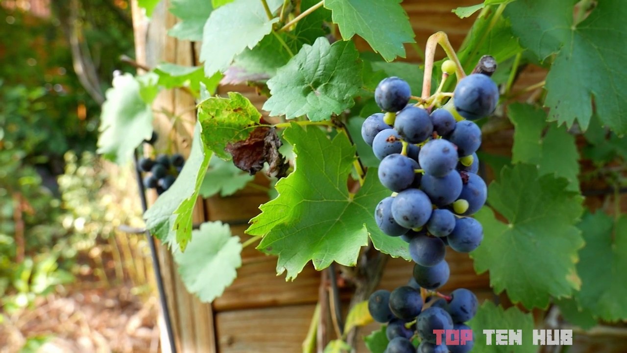 Top 10 Superfoods That Can Heal Your Body