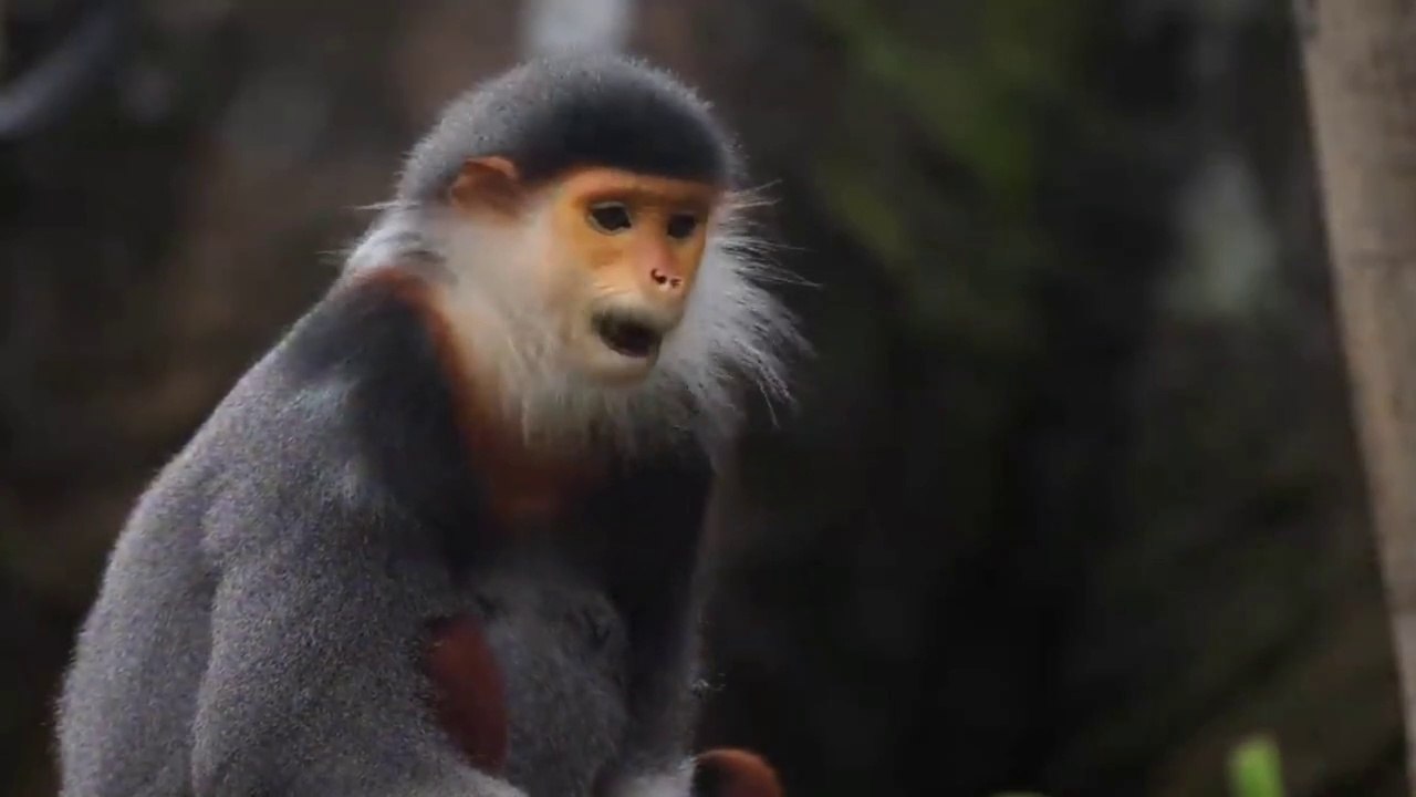 Funny Animals