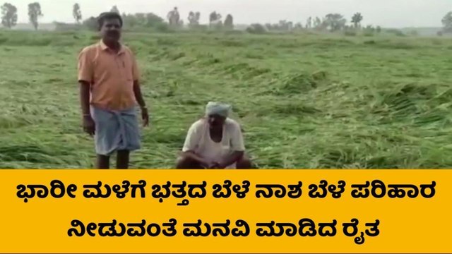 ಸುರಪುರ: ಭಾರೀ ಮಳೆಗೆ ಭತ್ತದ ಬೆಳೆ ಹಾನಿ, ರೈತರಿಗೆ ಸಂಕಷ್ಟ