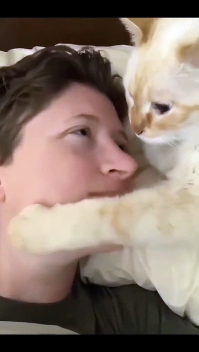 funny and cute cat