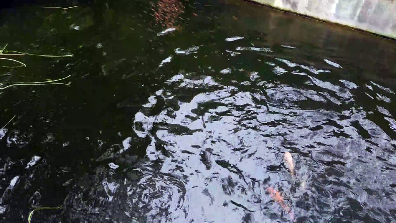 Ikan