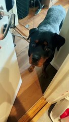 The struggle with doors continue..