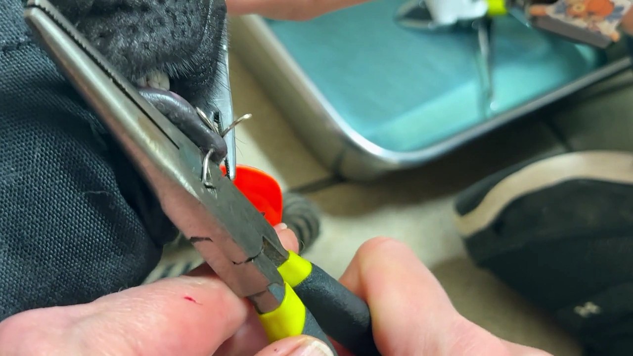 Vet Removes Fishing Hook Stuck in German Shephe...