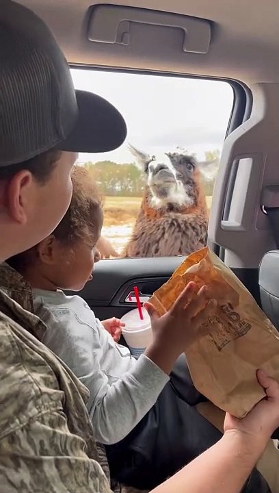 Llama Teaches Guy a Lesson