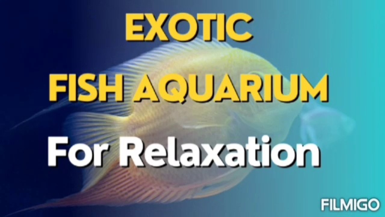 Exotic Fish Aquarium with Relaxing Music video Dailymotion