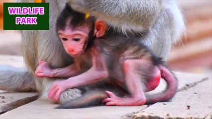 Little monkey baby looks very comfortable with the best care of mom   Wildlife Park