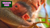 Newborn monkey baby just born is very comfortable with the best care of mom   Wildlife Park
