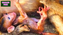 Nothing to say that mom never clean little monkey baby and always looks very dirty   Wildlife Park