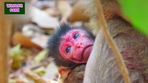 Owing to deep love, adorable mom hugs newborn baby carefully   Wildlife Park