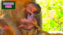 Super cool ! Little baby monkey gets milk from mom, she is suckling milk deliciously - Wildlife Park
