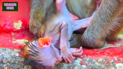 Very lovely skinny baby is so much wet and trying to be active   Wildlife Park