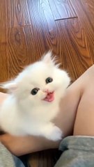 Cute cat#catlove #catlife #catslover #catfanclub #cats