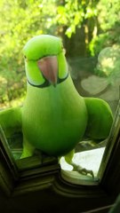 IL N'A MÊME PAS PEUR