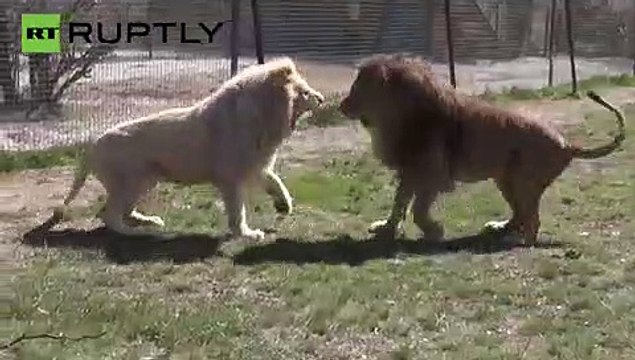 Encarnizada lucha a muerte entre los leones de un zoo ruso (2)
