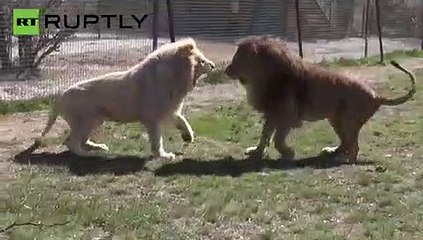 Encarnizada lucha a muerte entre los leones de un zoo ruso