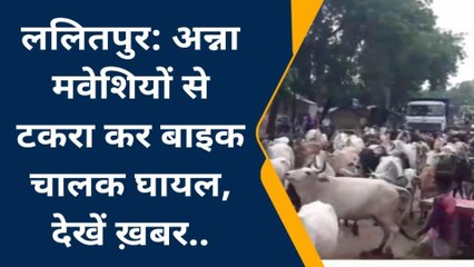 ललितपुर: अन्ना मवेशियों से टकराकर बाइक चालक घायल, देखे ख़बर