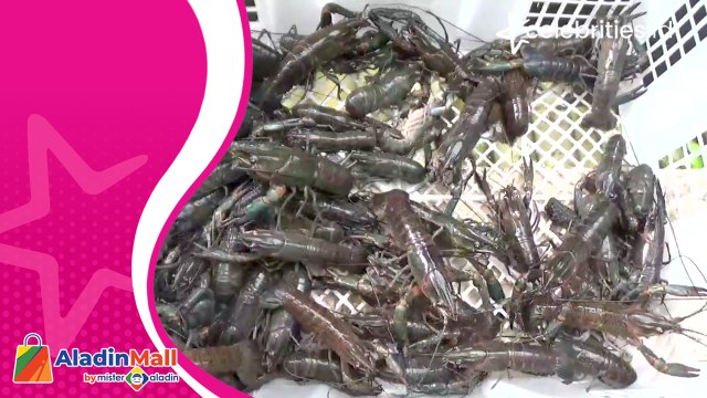 Mahasiswa di Sukabumi Raup Untung dari Budi Daya Lobster Air Tawar