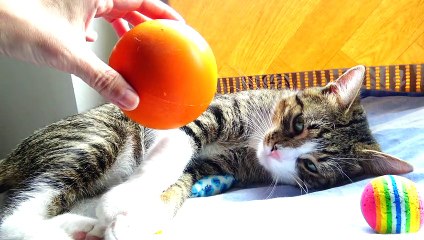 Kitten Annoyed by a Ball