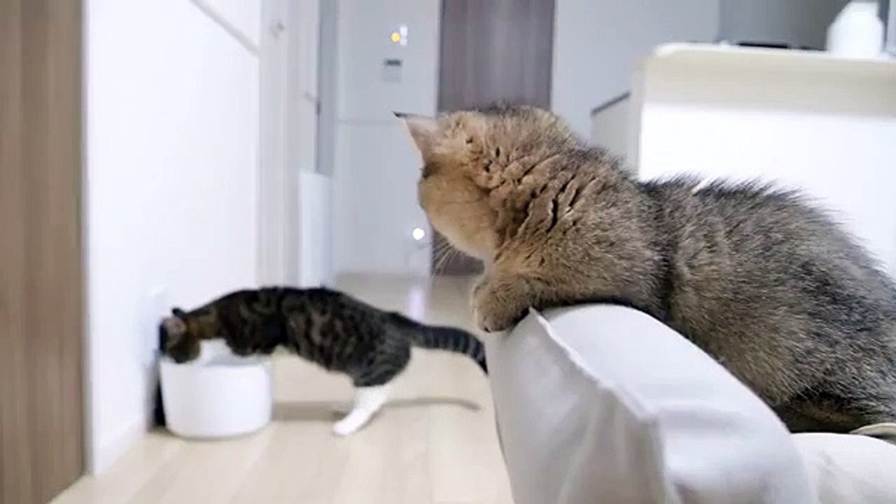 tony kitten #5