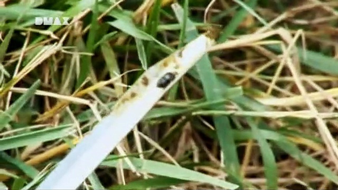 Dirty Jobs - Arbeit, die keiner machen will Staffel 4 Folge 14 HD Deutsch