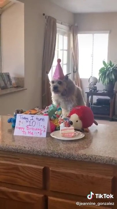 The Internet's funniest dog videos