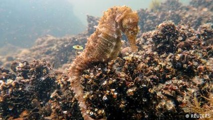 Portugal: caballitos de mar en peligro
