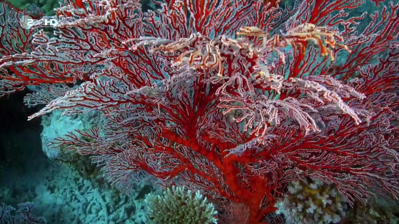 Das Traumschiff Staffel 1 Folge 76 - Part 01 HD Deutsch