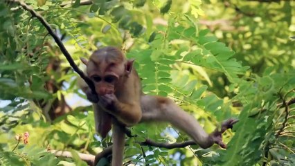 Animal Babies First Year On Earth Staffel 1 Folge 2 HD Deutsch