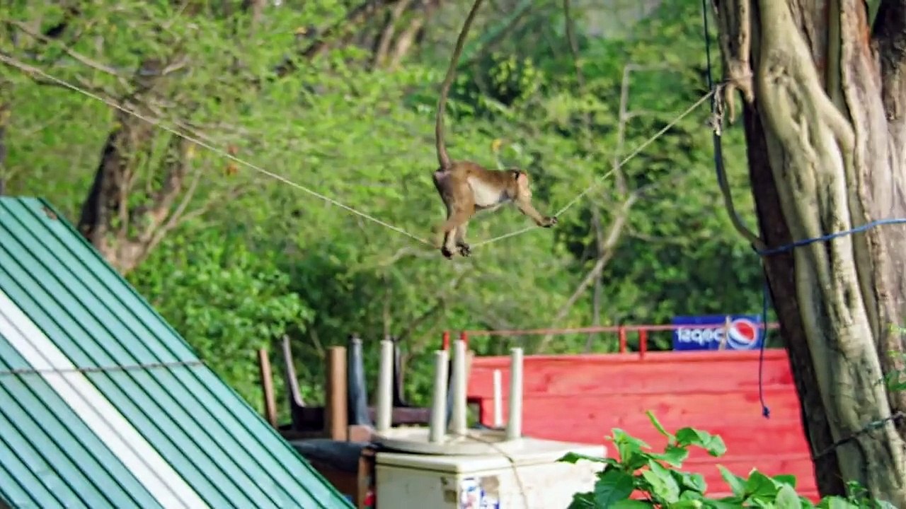 Animal Babies First Year On Earth Staffel 1 Folge 3 HD Deutsch