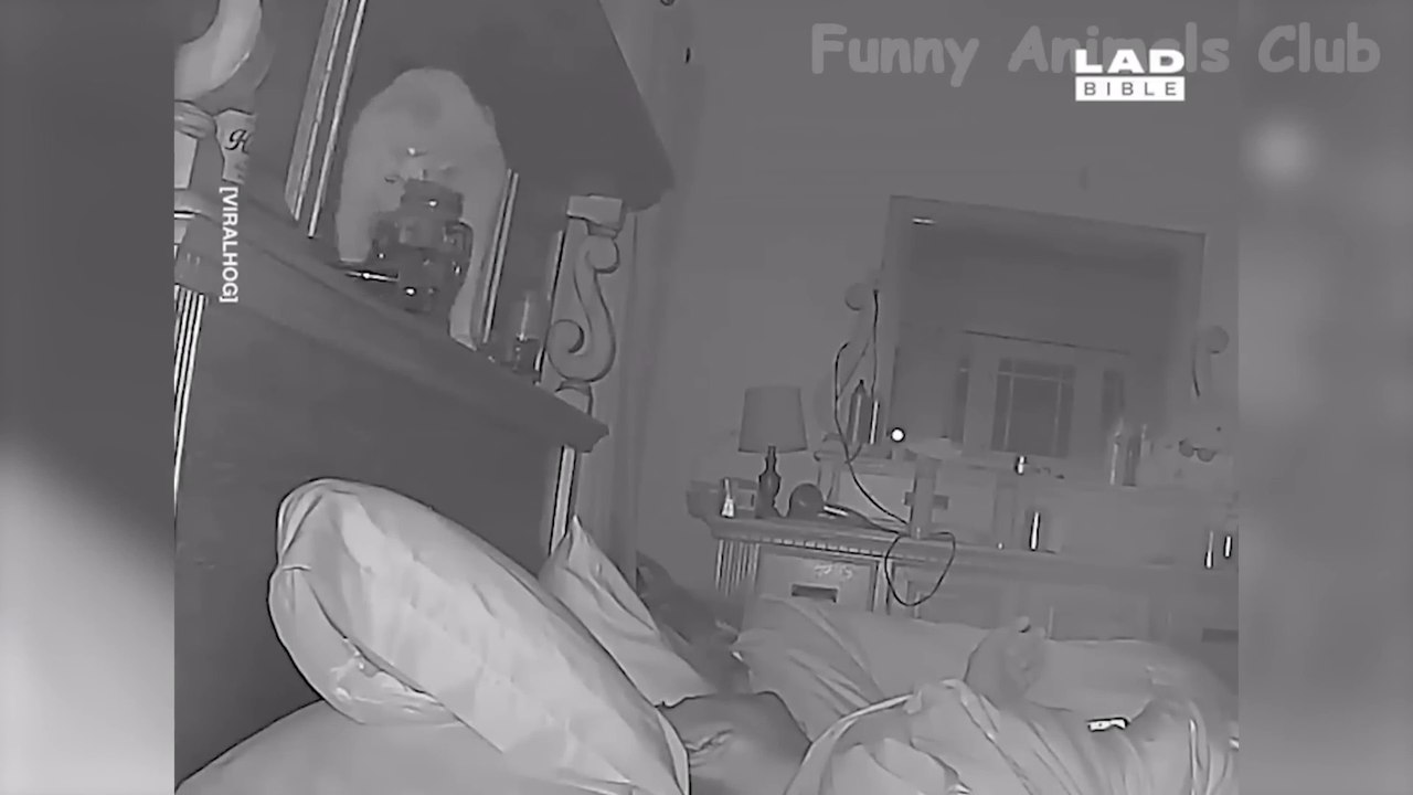 Funny videos