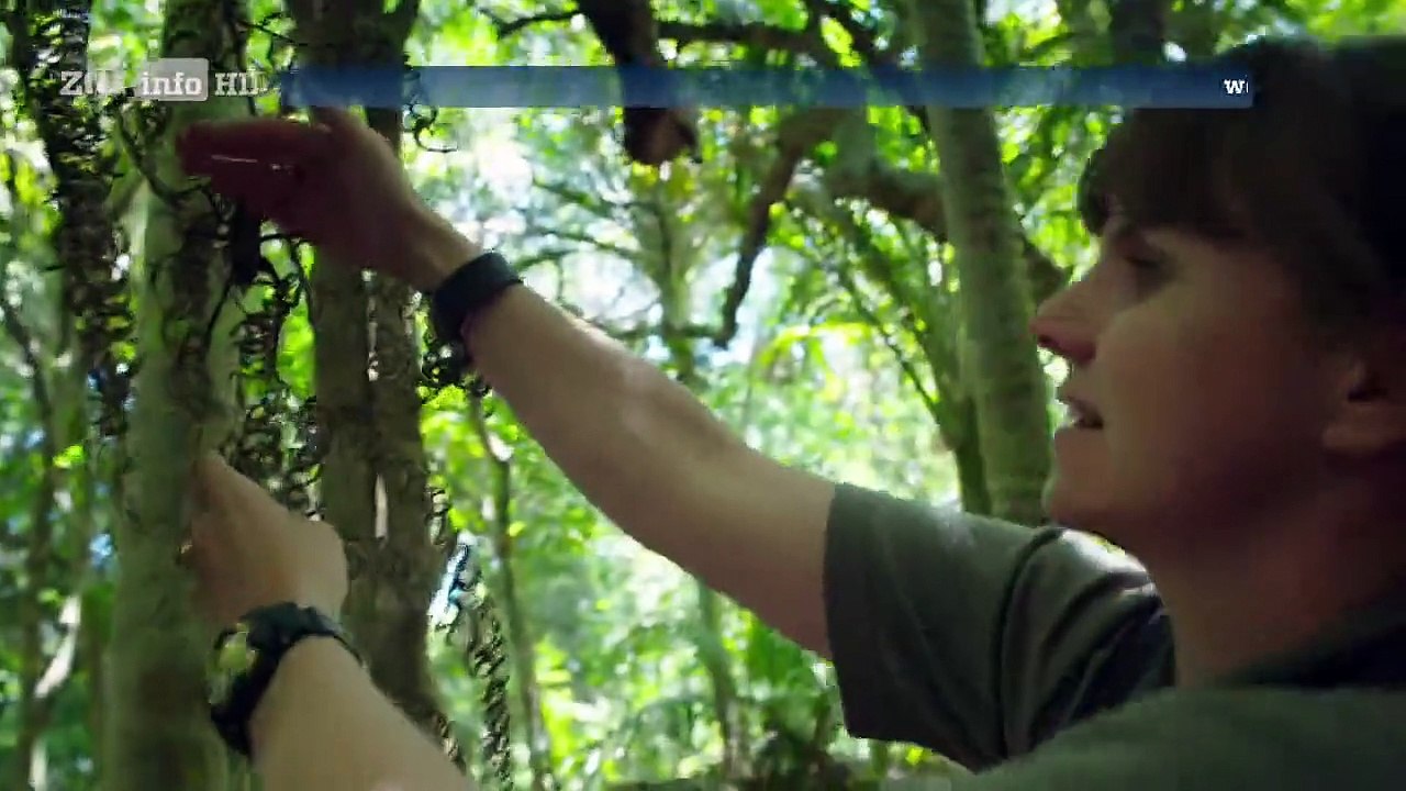 Neuseeland - Rivalen der Urzeit Staffel 1 Folge 4 HD Deutsch