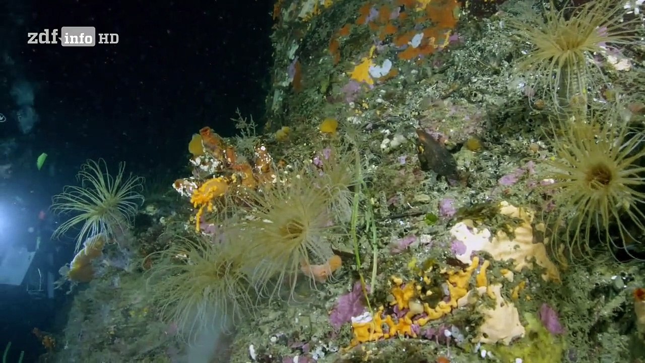 Neuseeland - Rivalen der Urzeit Staffel 1 Folge 5 HD Deutsch