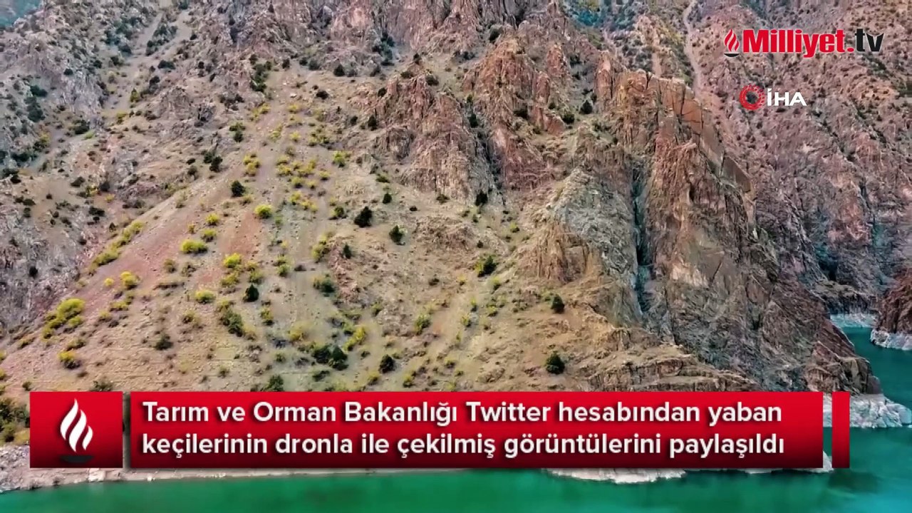 Yaban keçilerinin zorlu tırmanışı görüntülendi!