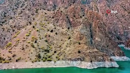 Yaban keçilerinin yolculuğu dronla görüntülendi