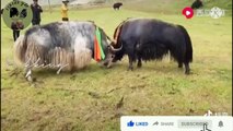 This simi-Black Yak can Defeat many another strong Yaks (Yak Fighting)