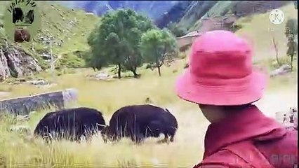 Golden Grasses and Yak Fighting