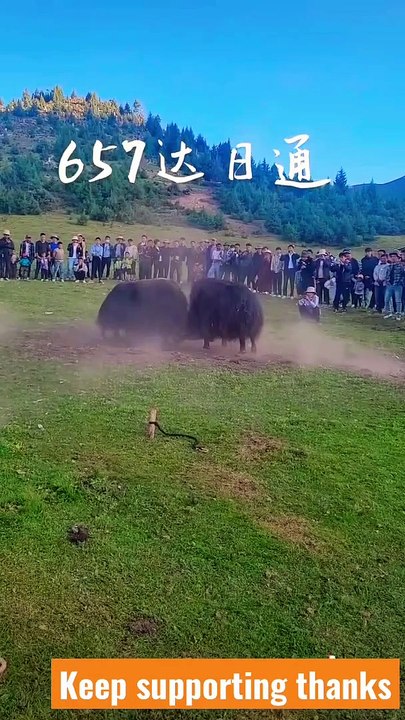 YAK FIGHT IN TIBET #animal #cute #love #wildanimals #wildlife #animalshots #yakfight  #yak