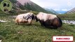 Wow wow six Yaks are fighting in same time (Yak Fight)