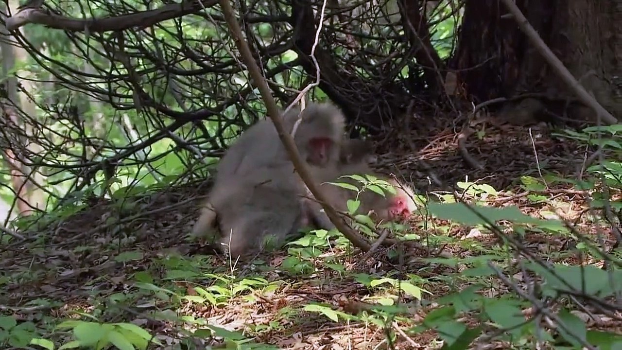 Wunderwelt Erde Staffel 1 Folge 6 HD Deutsch