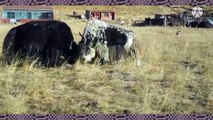 WHAT A BIG YAK!!...TWO SIMI-BLACK YAKS ARE FIGHTING ON YELLOW GRASSLAND.