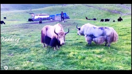 A Big Black Yak is Fighting With White Yak for three Rounds …..Guess finally who will win